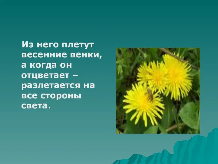 Из него плетут весенние венки, а когда он отцветает – разлетается на все стороны света.