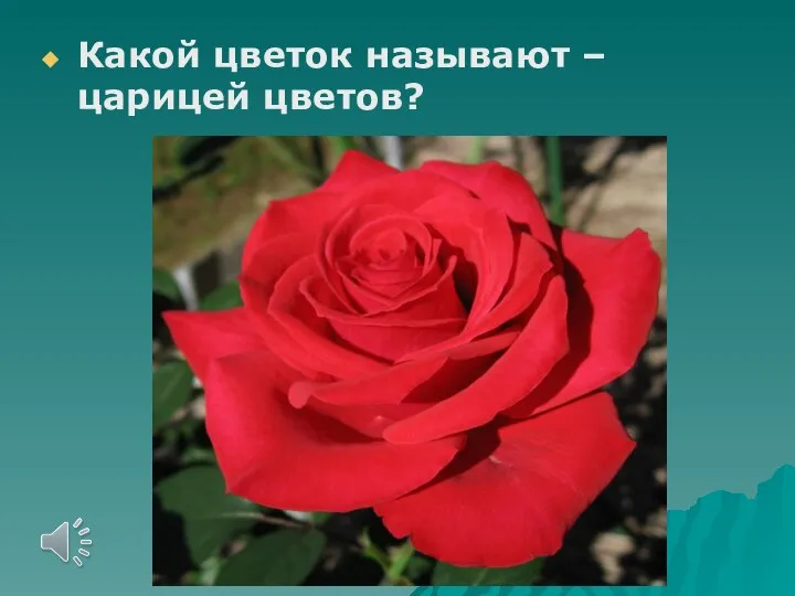 Какой цветок называют – царицей цветов?