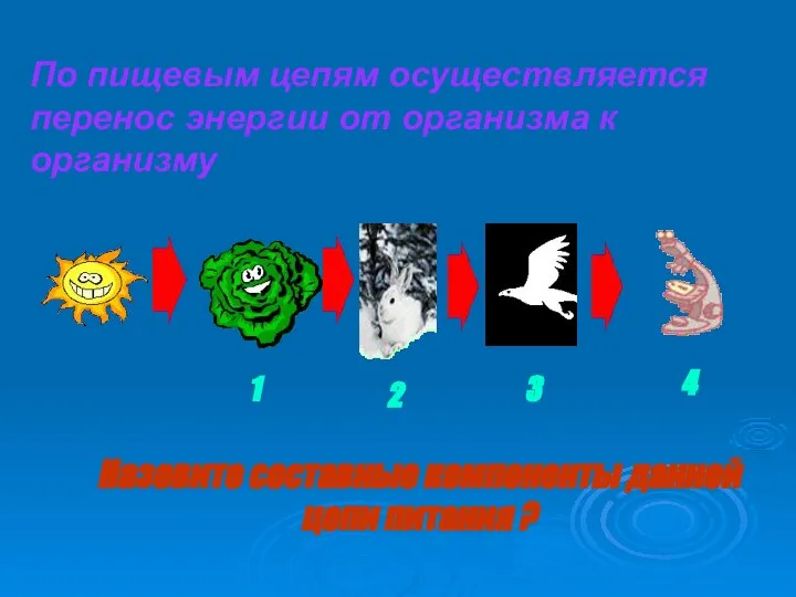 Назовите составные компоненты данной цепи питания ? По пищевым цепям осуществляется