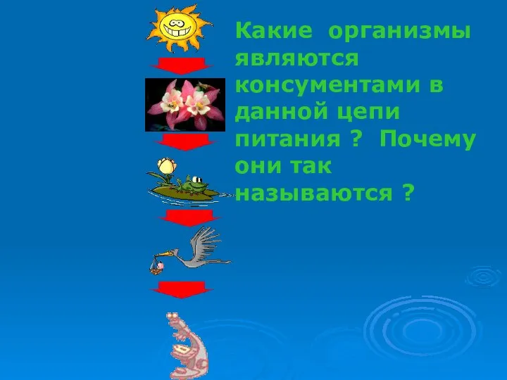 Какие организмы являются консументами в данной цепи питания ? Почему они так называются ?