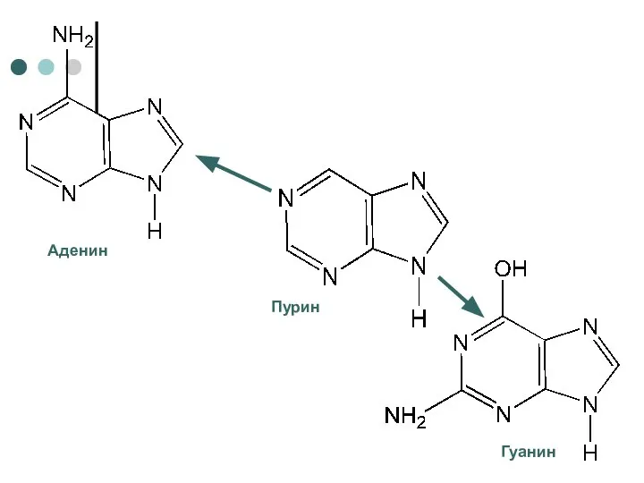 Аденин Пурин Гуанин