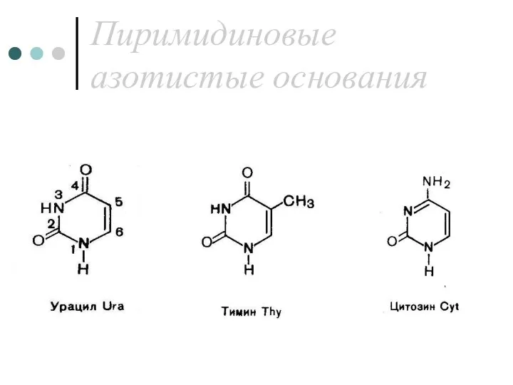 Пиримидиновые азотистые основания