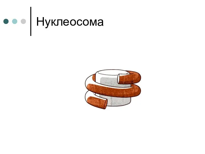 Нуклеосома