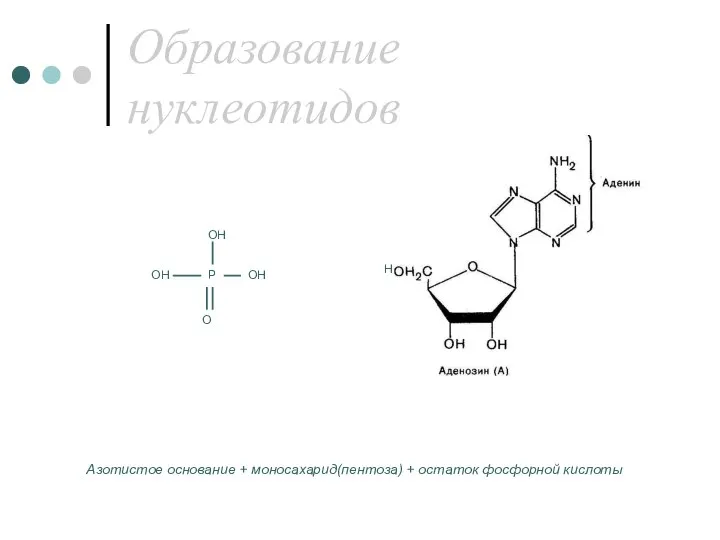 Образование нуклеотидов Азотистое основание + моносахарид(пентоза) + остаток фосфорной кислоты Р