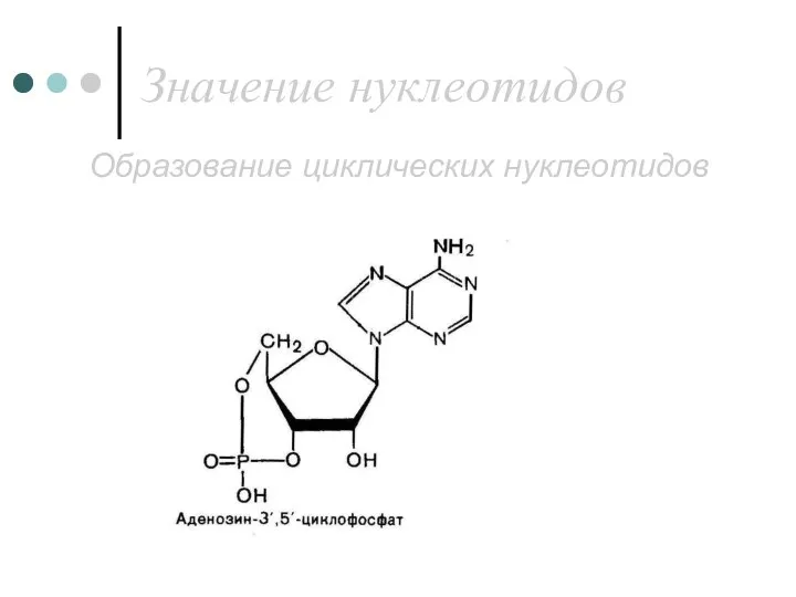 Значение нуклеотидов Образование циклических нуклеотидов