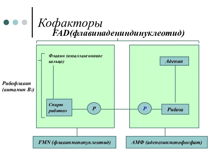 Кофакторы FAD(флавинадениндинуклеотид) Аденин Р Р FMN (флавинмононуклеотид) АМФ (аденозинмонофосфат) Аденин Р