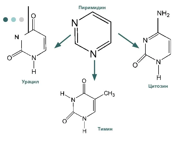 Урацил Цитозин Тимин Пиримидин
