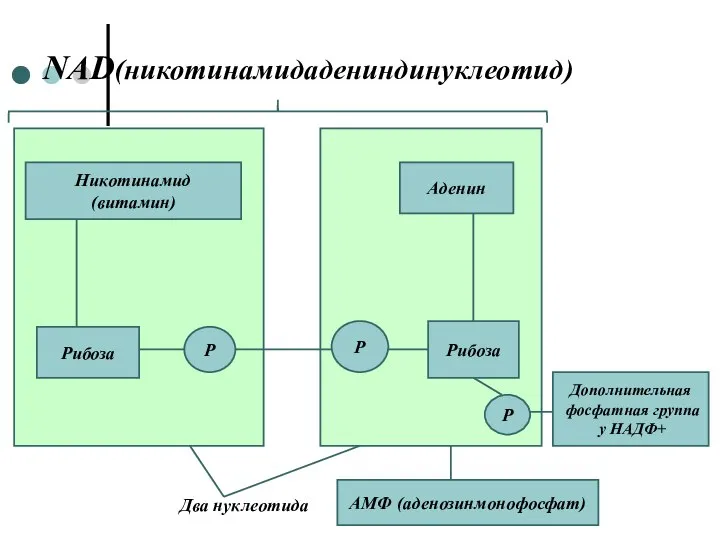 NAD(никотинамидадениндинуклеотид) Никотинамид (витамин) Аденин Рибоза Рибоза Р Р Р Два нуклеотида