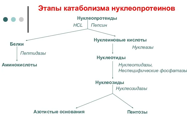 Этапы катаболизма нуклеопротеинов Нуклеопротеиды HCL Пепсин Белки Пептидазы Аминокислоты Нуклеиновые кислоты