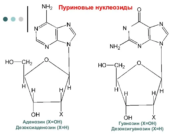 Аденозин (Х=ОН) Дезоксиаденозин (Х=Н) Гуанозин (Х=ОН) Дезоксигуанозин (Х=Н) Пуриновые нуклеозиды