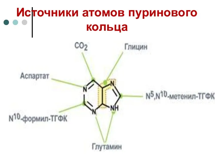 Источники атомов пуринового кольца