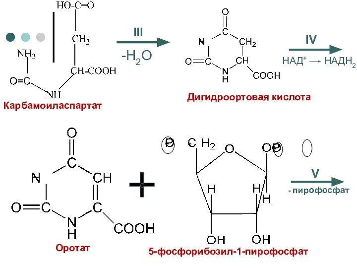 III -H2O IV НАД+ НАДН2 Карбамоиласпартат Дигидроортовая кислота Оротат с 5-фосфорибозил-1-пирофосфат V - пирофосфат