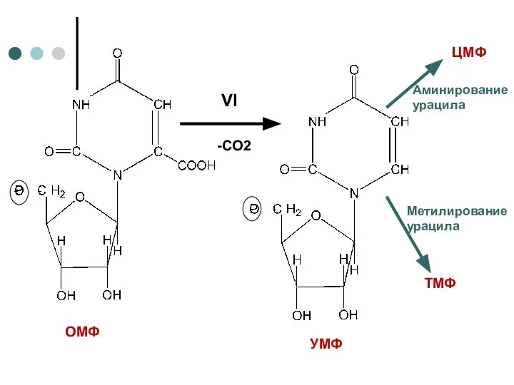 VI -CO2 ЦМФ ТМФ Метилирование урацила Аминирование урацила ОМФ УМФ