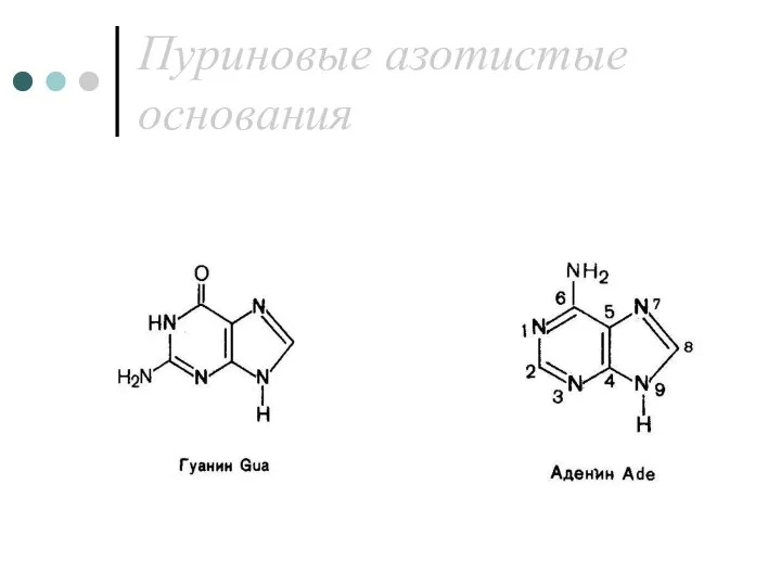 Пуриновые азотистые основания