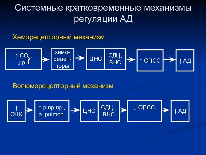 Системные кратковременные механизмы регуляции АД ↑ СО2, ↓ рН хемо- рецеп-