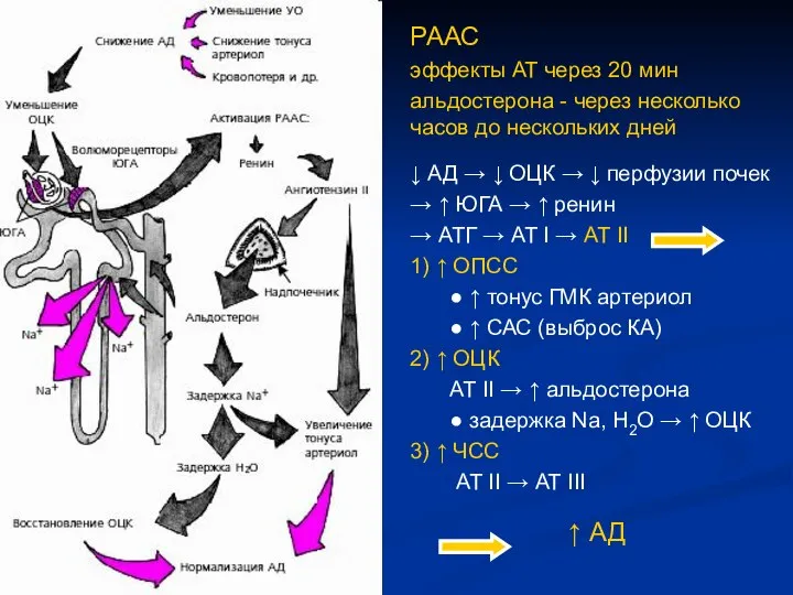 РААС эффекты АТ через 20 мин альдостерона - через несколько часов