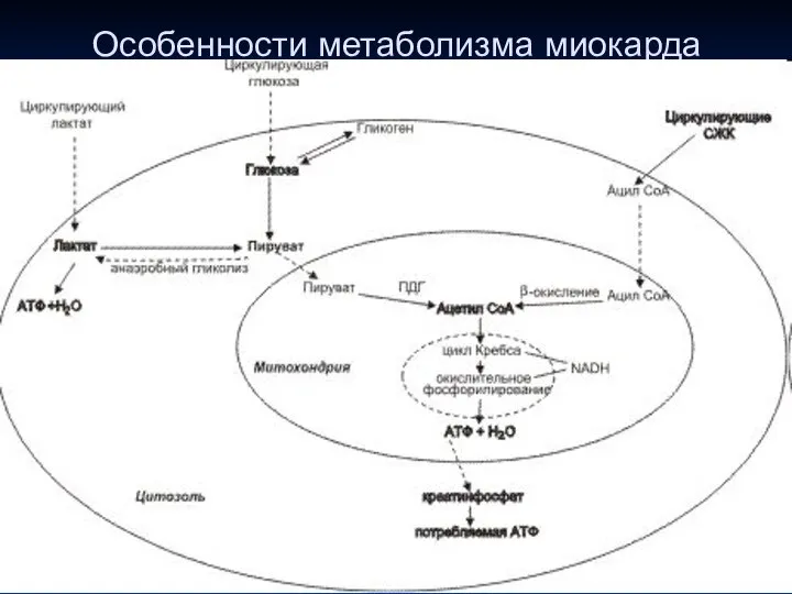 Особенности метаболизма миокарда 3. Компенсация недостаточного кровоснабжения ● кардиомиоциты максимально извлекают