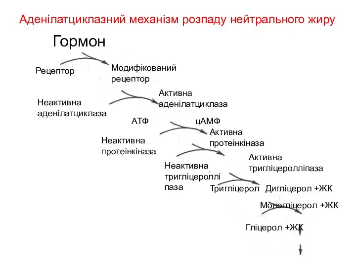 Гормон Рецептор Модифікований рецептор Неактивна аденілатциклаза Активна аденілатциклаза АТФ цАМФ Неактивна