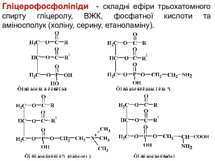 Гліцерофосфоліпіди - складні ефіри трьохатомного спирту гліцеролу, ВЖК, фосфатної кислоти та аміносполук (холіну, серину, етаноламіну).