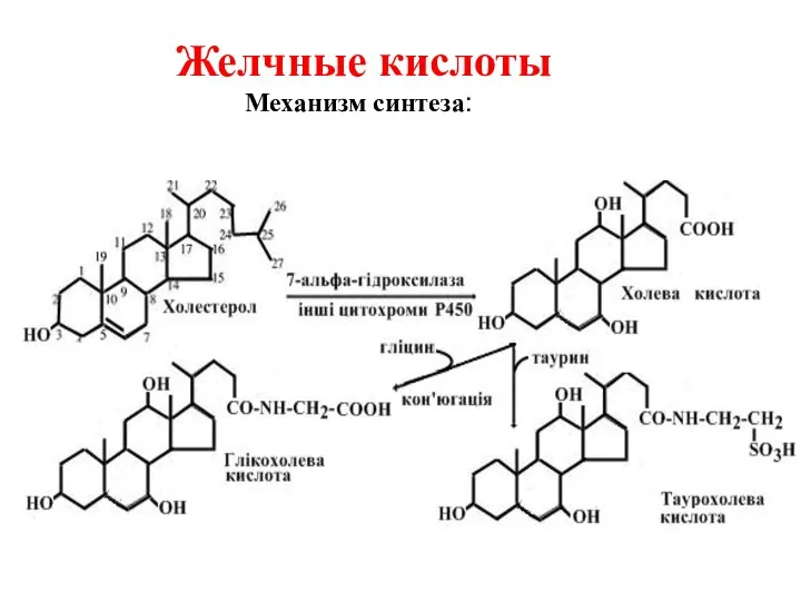 Желчные кислоты Механизм синтеза: