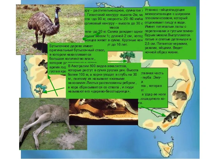 Кенгуру – растительноядное, сумчатое живот- ное. Гигантский кенгуру- высота-2м, масса тела
