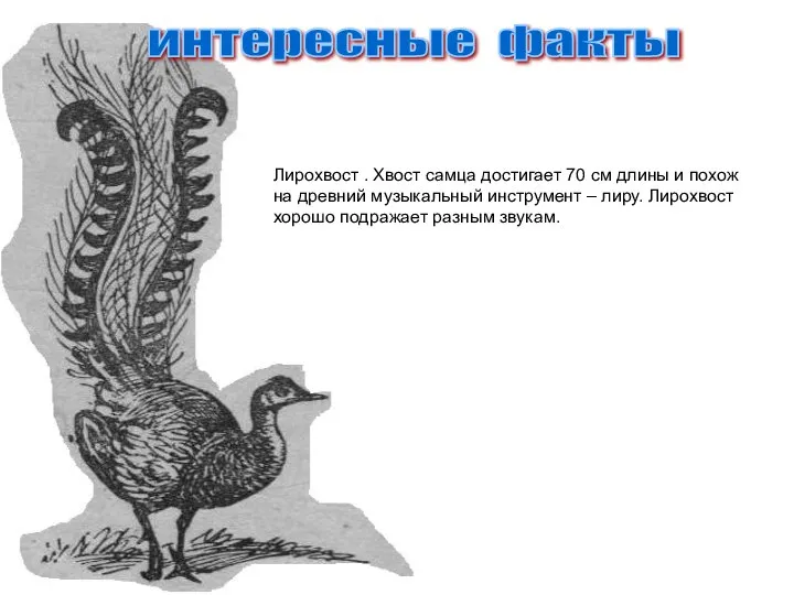 интересные факты Лирохвост . Хвост самца достигает 70 см длины и