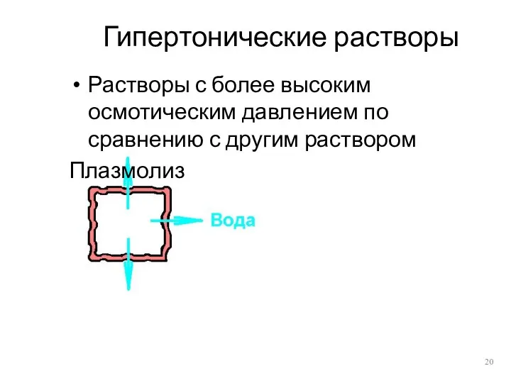 Гипертонические растворы Растворы с более высоким осмотическим давлением по сравнению с другим раствором Плазмолиз