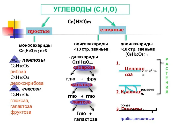 УГЛЕВОДЫ (C,H,O) Cn(H2O)m простые сложные моносахариды Сn(H2O)n ; n>3 полисахариды >10