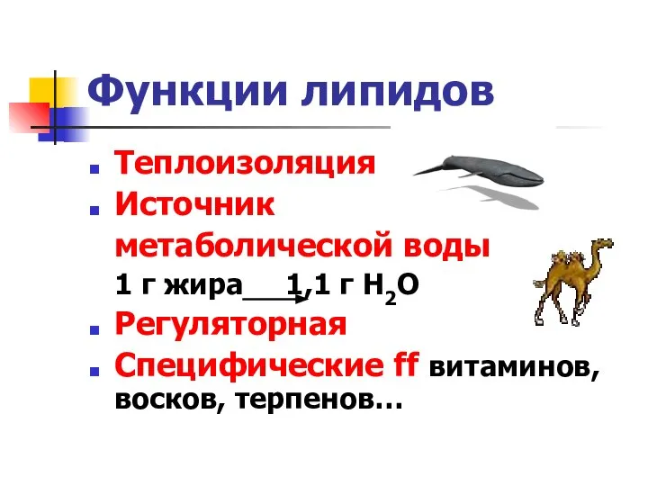 Функции липидов Теплоизоляция Источник метаболической воды 1 г жира 1,1 г