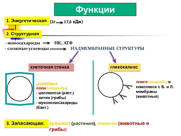 Функции углеводов 1. Энергетическая (1г 17,6 кДж) 2. Структурная моносахариды НК,