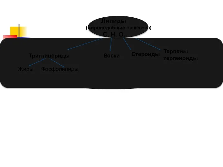 Липиды (жироподобные вещества) С, Н, О… Триглицериды Жиры Фосфолипиды Воски Стероиды Терпены терпеноиды