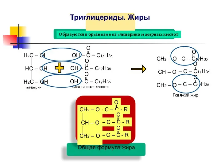 Триглицериды. Жиры Образуются в организме из глицерина и жирных кислот Н2С