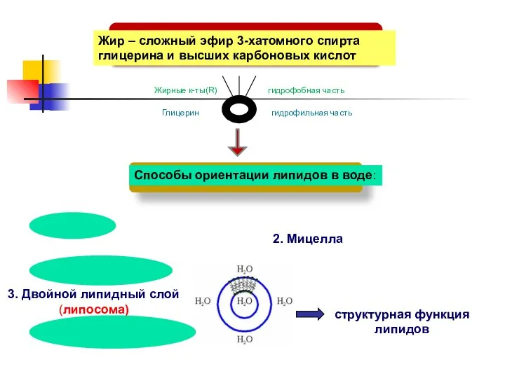 Жир – сложный эфир 3-хатомного спирта глицерина и высших карбоновых кислот