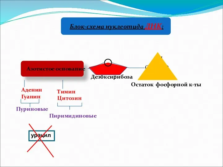 Блок-схема нуклеотида ДНК: Азотистое основание Аденин Гуанин Пуриновые Пиримидиновые Дезоксирибоза Тимин Цитозин Остаток фосфорной к-ты урацил