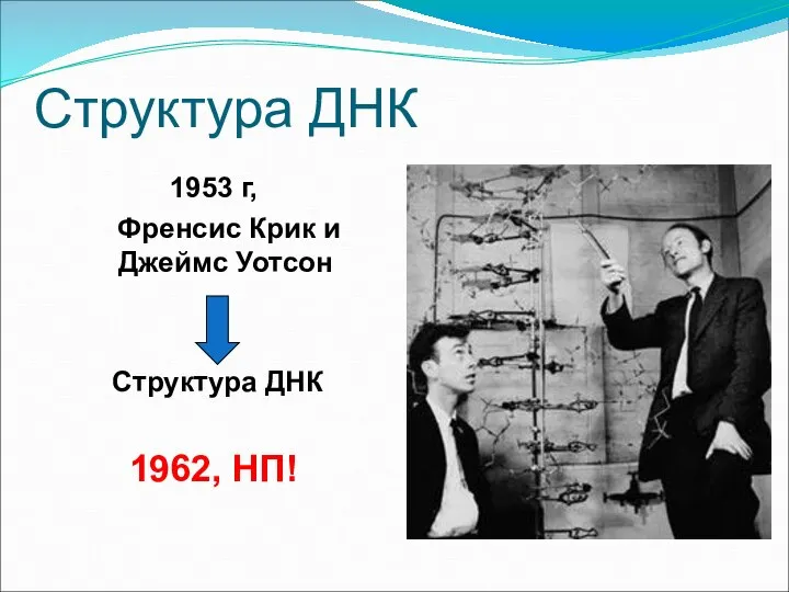 Структура ДНК 1953 г, Френсис Крик и Джеймс Уотсон Структура ДНК 1962, НП!