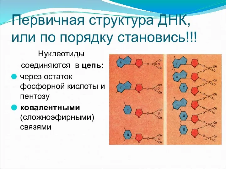 Первичная структура ДНК, или по порядку становись!!! Нуклеотиды соединяются в цепь: