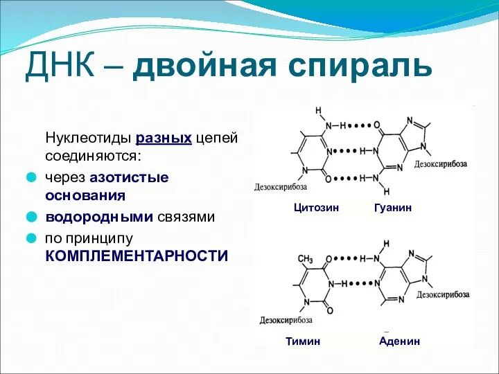 ДНК – двойная спираль Нуклеотиды разных цепей соединяются: через азотистые основания