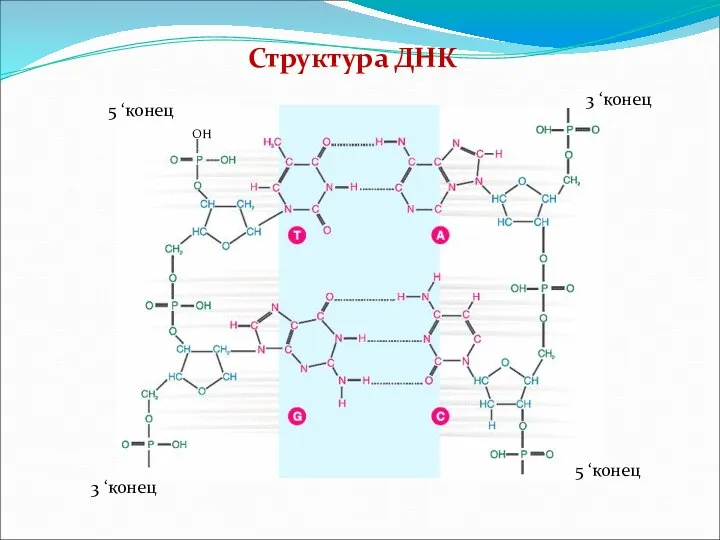 Структура ДНК ОН 5 ‘конец 5 ‘конец 3 ‘конец 3 ‘конец