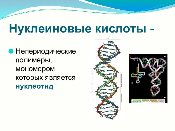 Нуклеиновые кислоты - Непериодические полимеры, мономером которых является нуклеотид