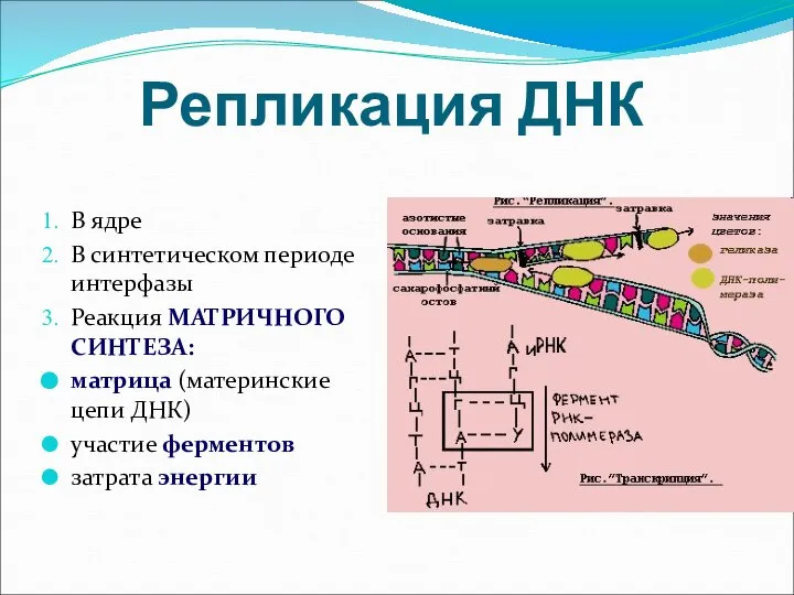 Репликация ДНК В ядре В синтетическом периоде интерфазы Реакция МАТРИЧНОГО СИНТЕЗА: