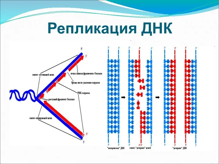 Репликация ДНК