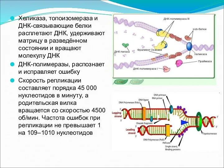 Хеликаза, топоизомераза и ДНК-связывающие белки расплетают ДНК, удерживают матрицу в разведённом