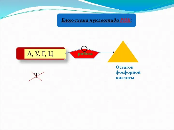 Блок-схема нуклеотида РНК: А, У, Г, Ц рибоза Остаток фосфорной кислоты Т