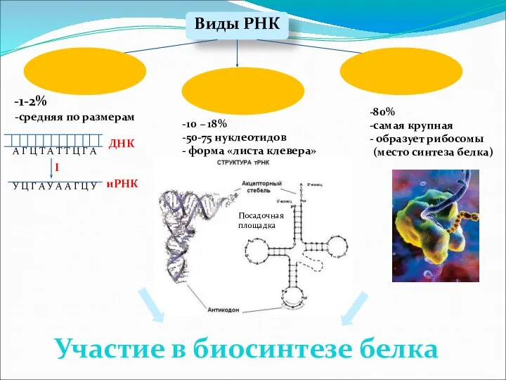 Виды РНК Информационная ( и-РНК) Транспортная ( т-РНК) Рибосомальная (р-РНК) 1-2%