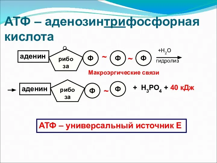 АТФ – аденозинтрифосфорная кислота аденин рибоза О Ф Ф Ф ~