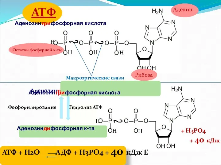 гидролиз Н Н АТФ Аденин Рибоза Остатки фосфорной к-ты Н Н