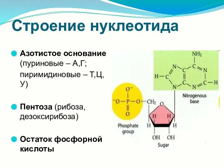 Строение нуклеотида Азотистое основание (пуриновые – А,Г; пиримидиновые – Т,Ц,У) Пентоза (рибоза, дезоксирибоза) Остаток фосфорной кислоты