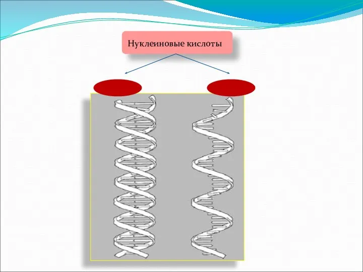 Нуклеиновые кислоты ДНК РНК