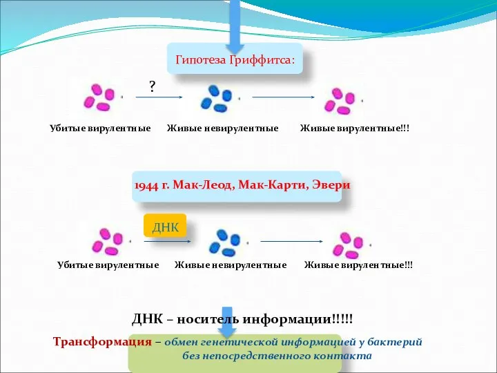 Гипотеза Гриффитса: ? Убитые вирулентные Живые невирулентные Живые вирулентные!!! 1944 г.