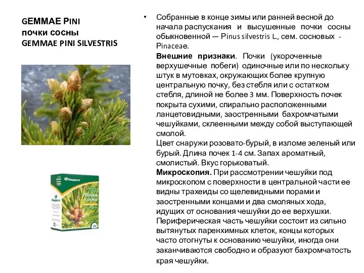 GЕММАЕ РINI почки сосны GEMMAE PINI SILVESTRIS Собранные в конце зимы